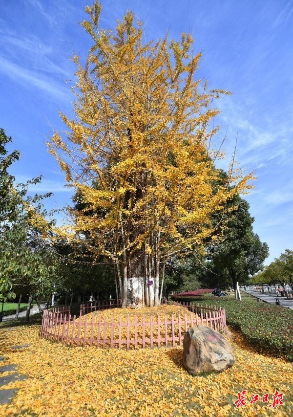 江滩百年银杏成网红打卡点