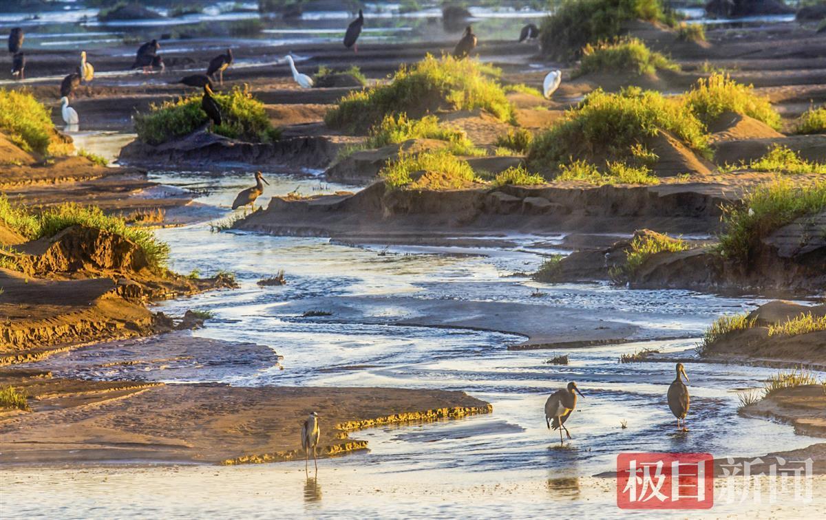 "陈建平是长期关注野生动物生存状态的生态摄影师,通过10天的观察,他