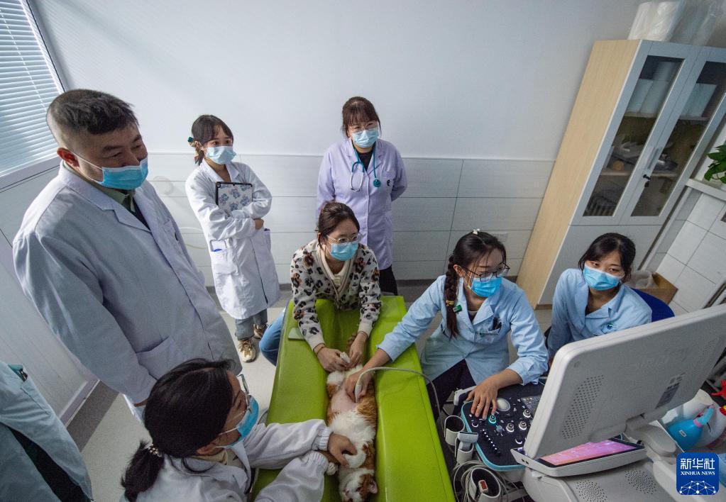 教研组主任范开带着兽医专业的学生们实践如何用中国传统医学治疗动物