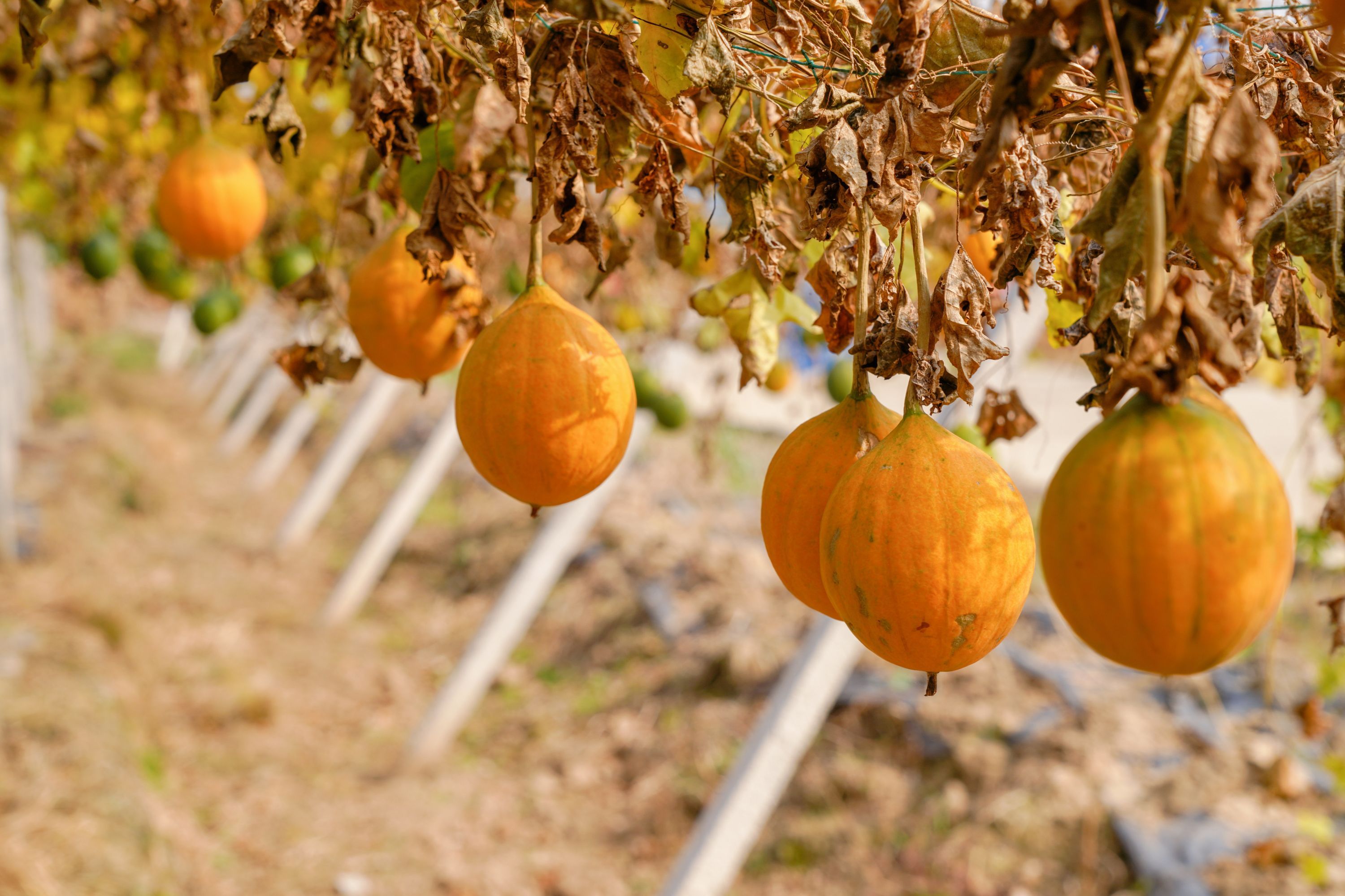 新洲三店街万亩瓜蒌基地初步形成,村民共同庆丰收