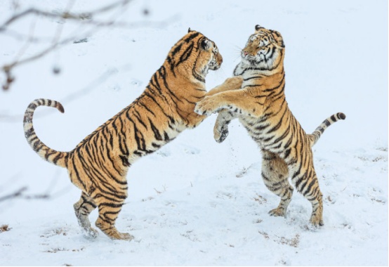 在山东省荣成市西霞口神雕山野生动物世界狮虎园内,两只东北虎在雪中