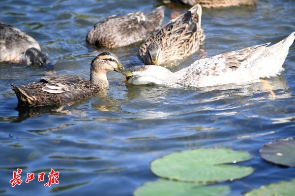 武汉这个公园里游着七只鸭