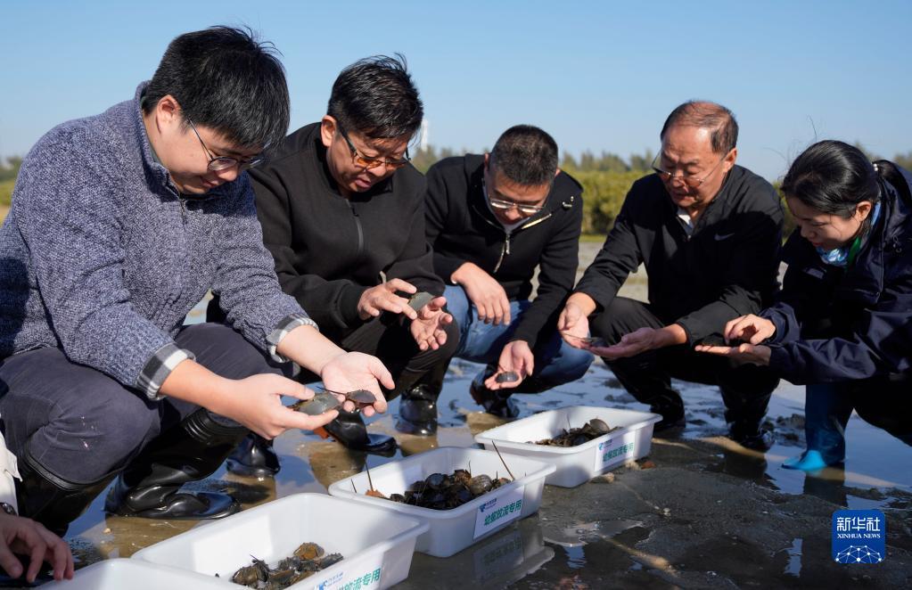 鲎人工养殖图片