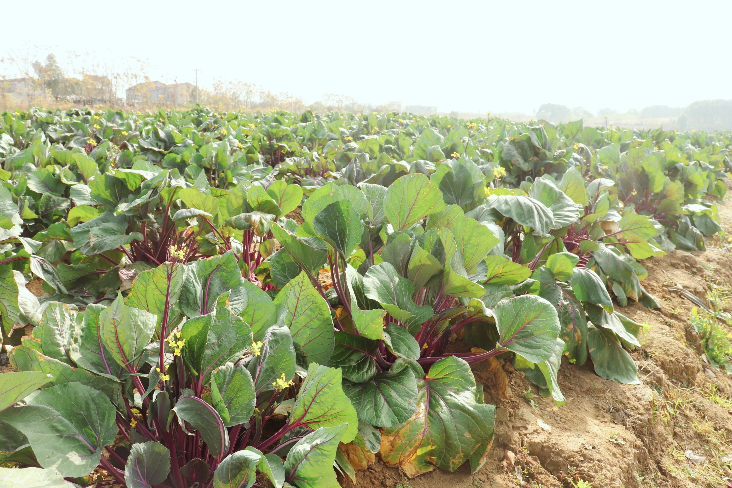 只需22元斤曾经一口难求的洪山菜薹现在岔着吃