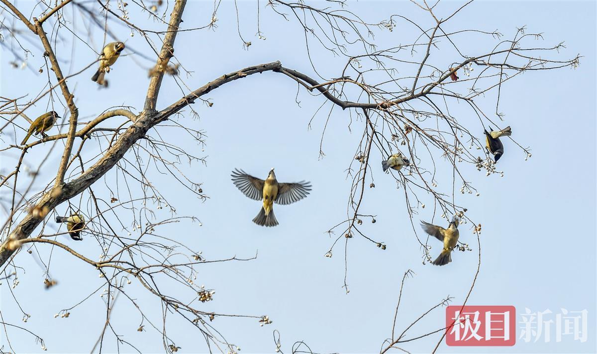 东湖群鸟闹"冬枝-荆楚网-湖北日报网