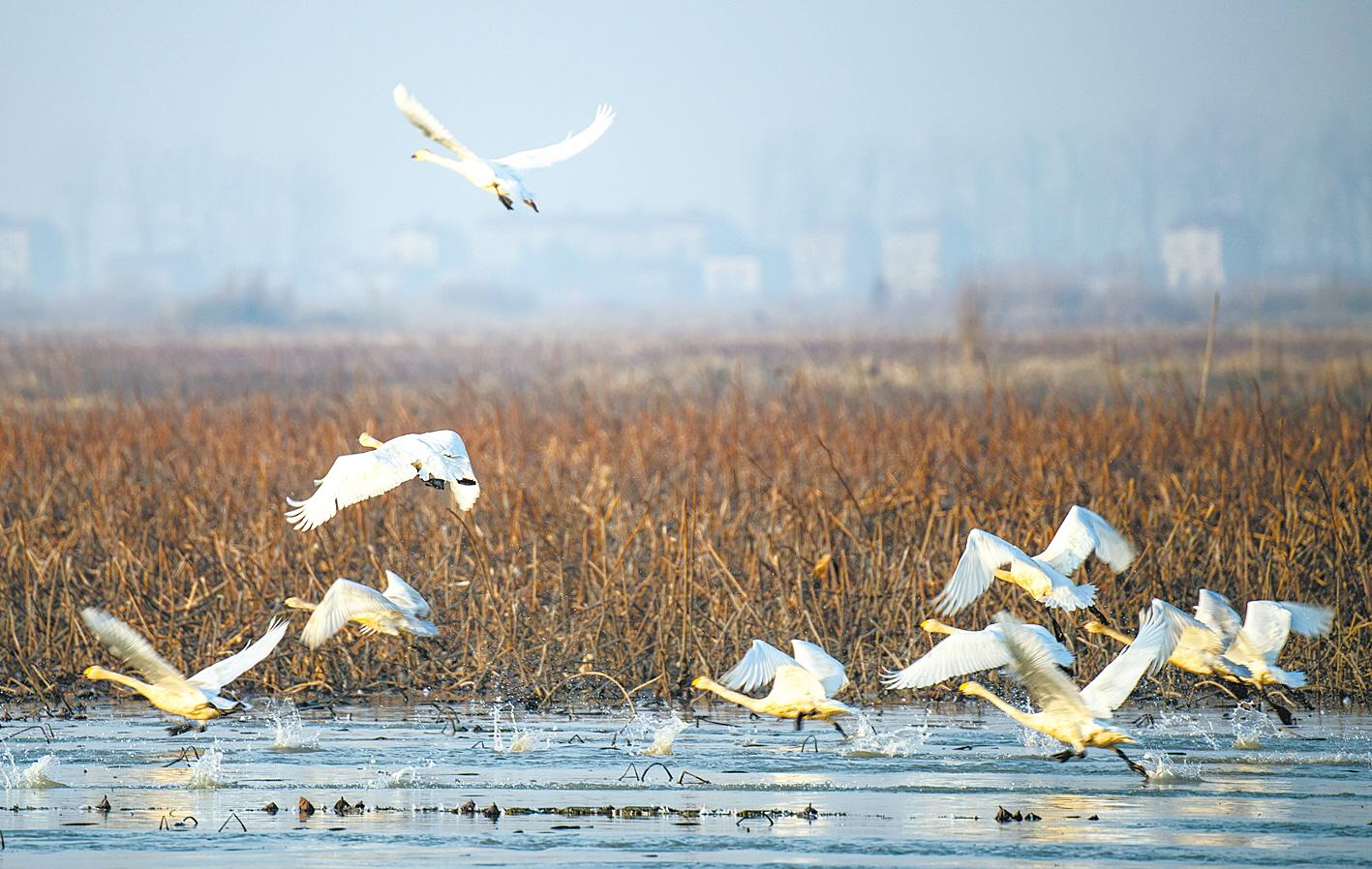 12月23日,汉川市汈汊湖国家湿地公园,近10万只越冬候鸟翔集于此.