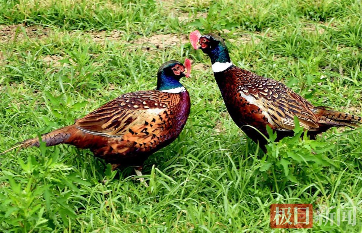 鸡冠长在鸡喙上 80后夫妻南漳山村驯养"七彩山鸡"