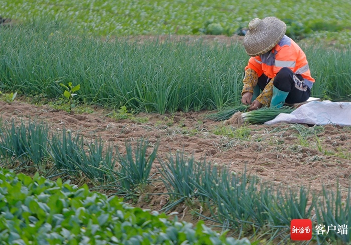 原创组图天气晴好海口菜农种菜忙