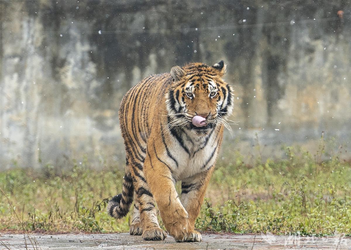 虎跃瑞雪迎春到