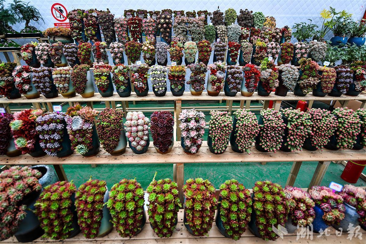 据粗略统计,全世界共有多肉植物一万余种,在分类上隶属100余科,多肉