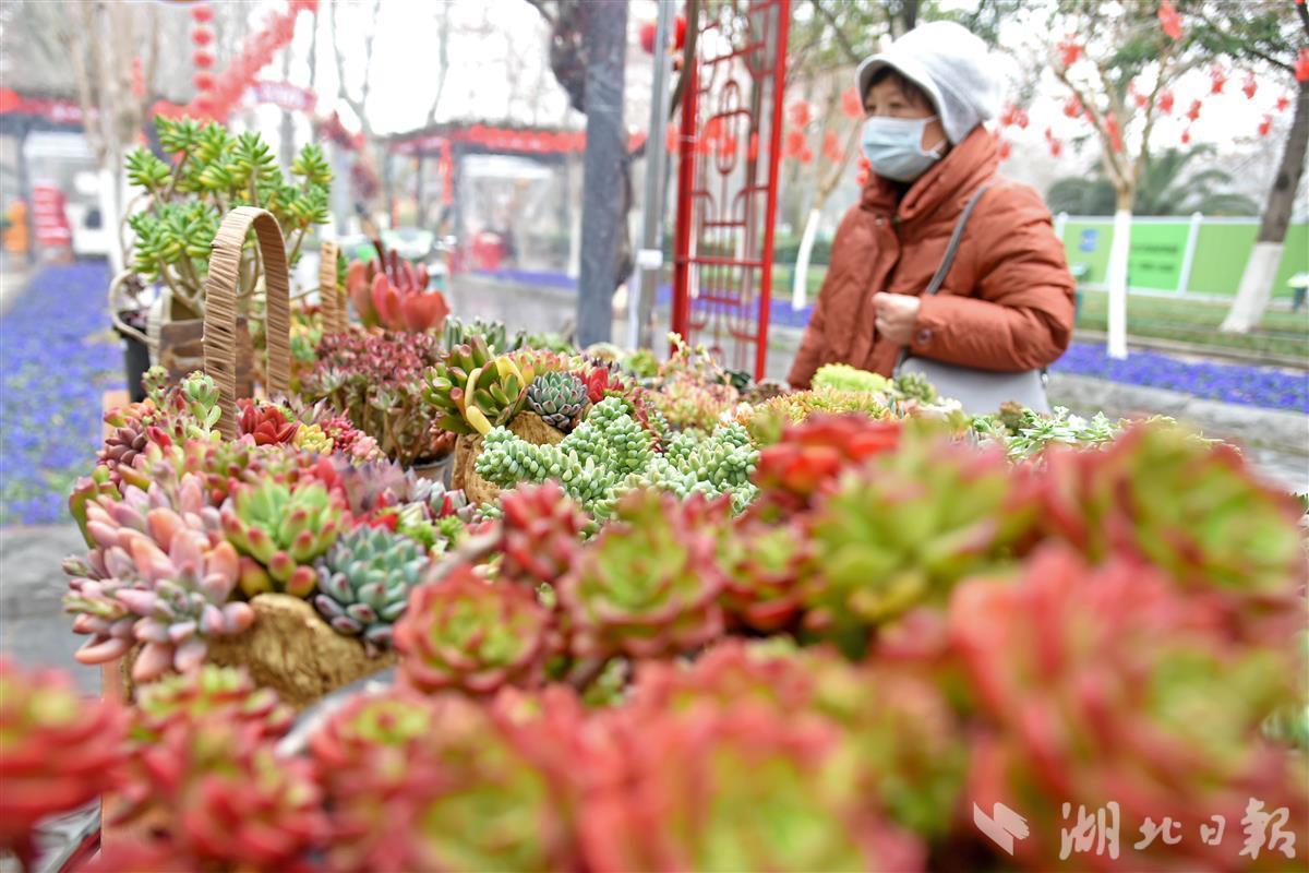 武汉迎春花市图片