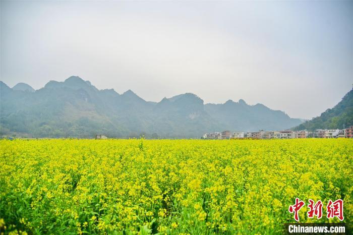 江门潮连油菜花免费图片