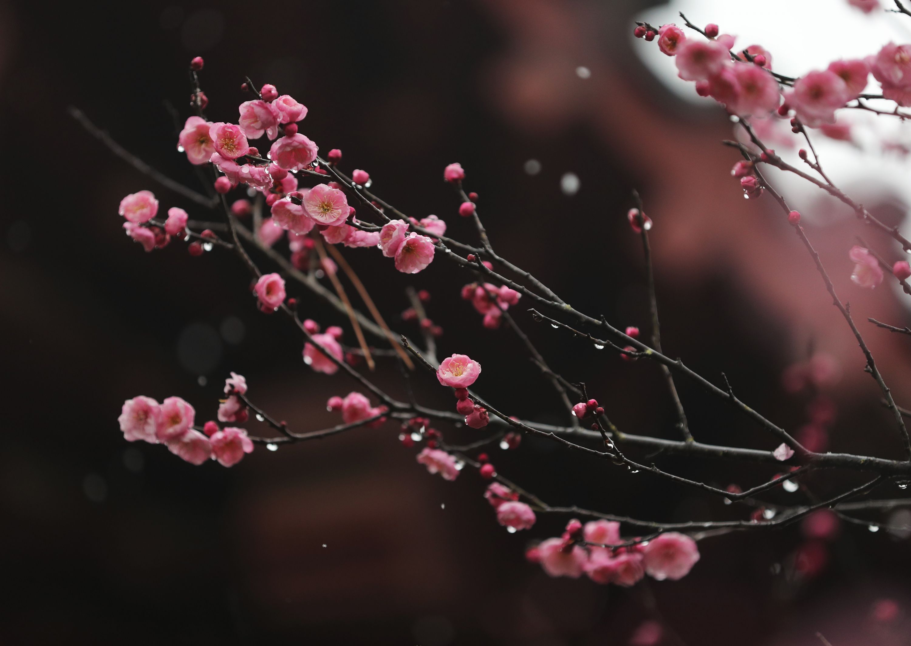 梅花绽放迎客来