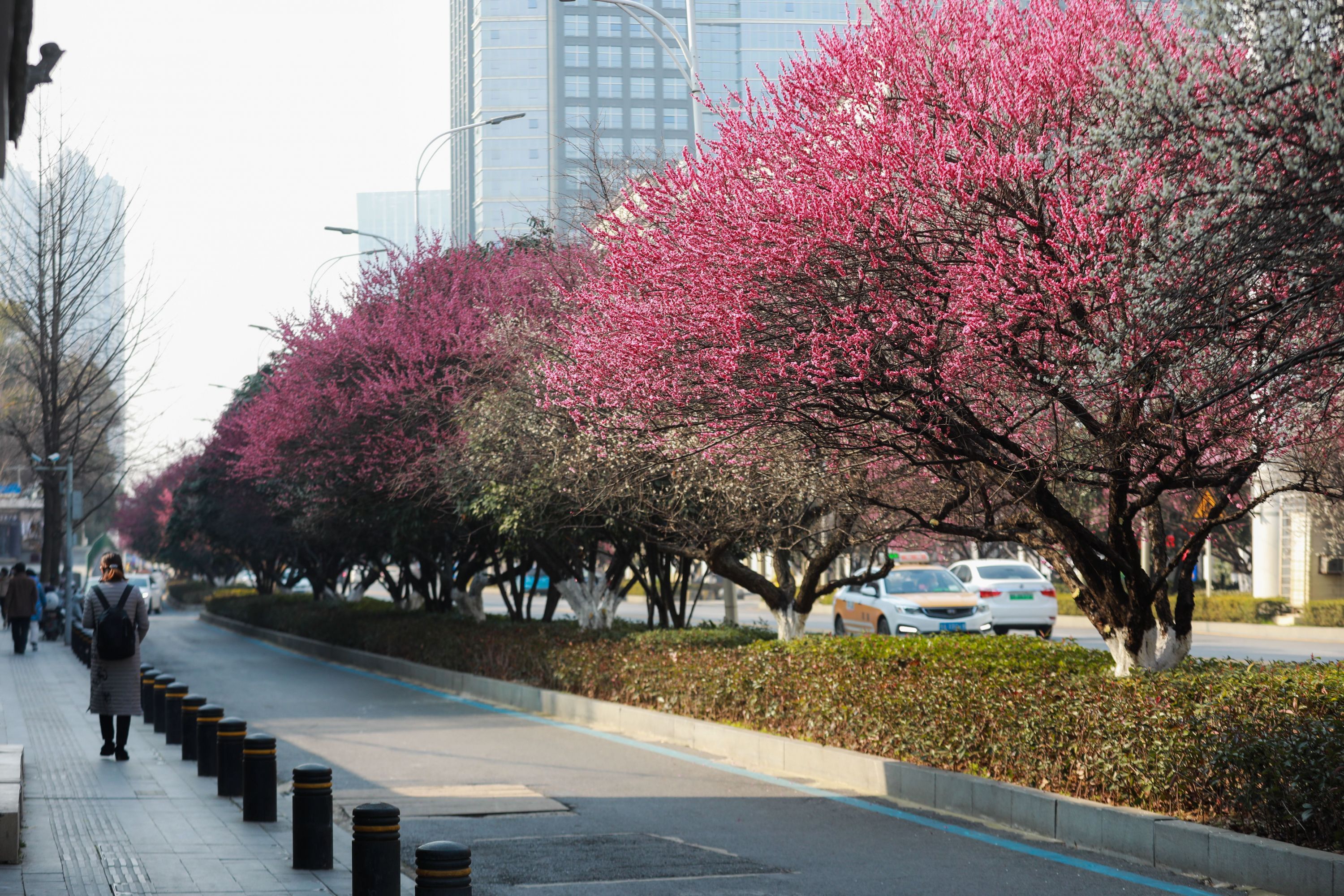 白鹭街梅花进入盛花期.