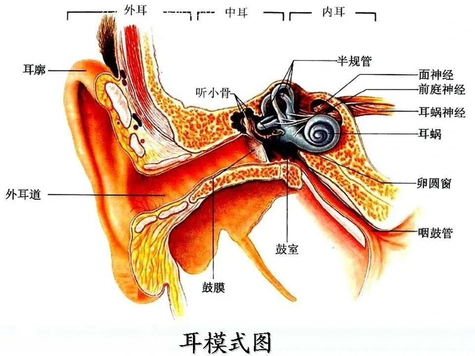 前庭系统是负责人体自身平衡感和空间感的感知系统