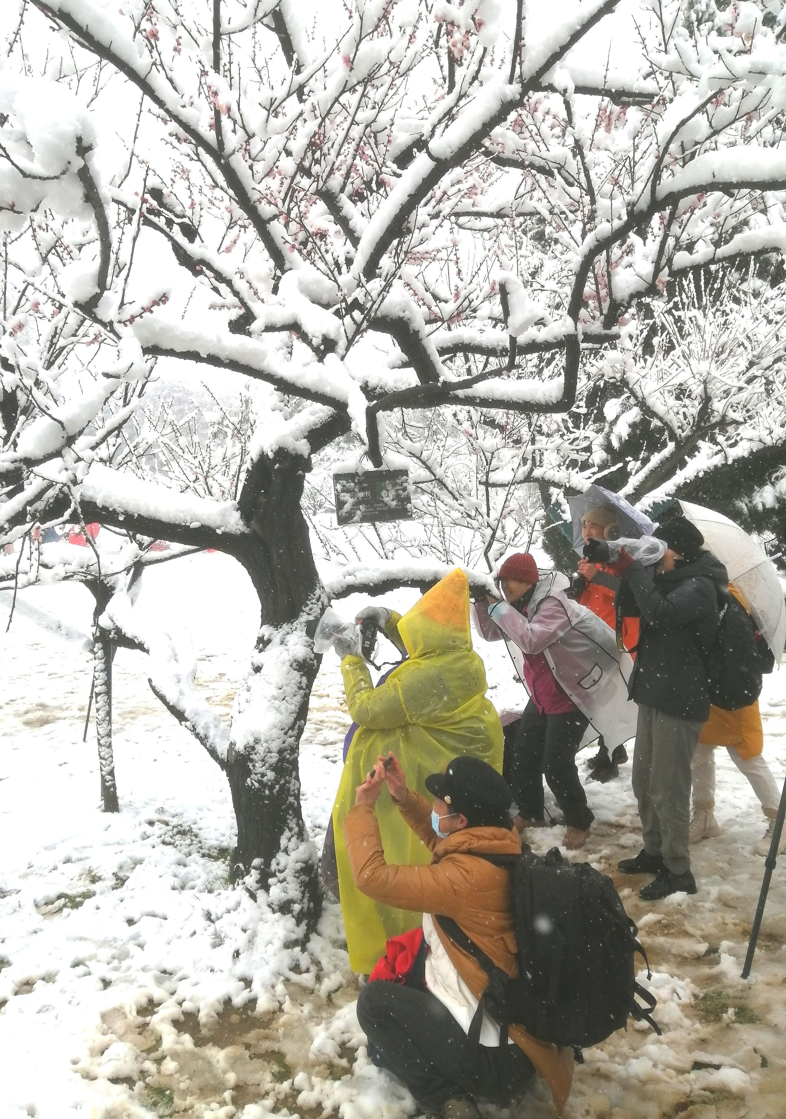 岭头飞雪日图片