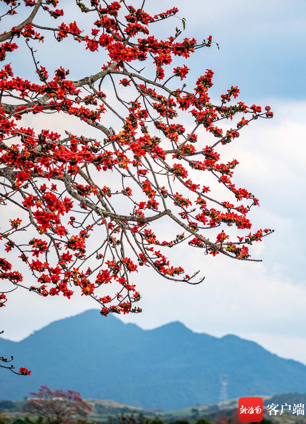 原创组图昌江木棉花绽放枝头吸引八方来客