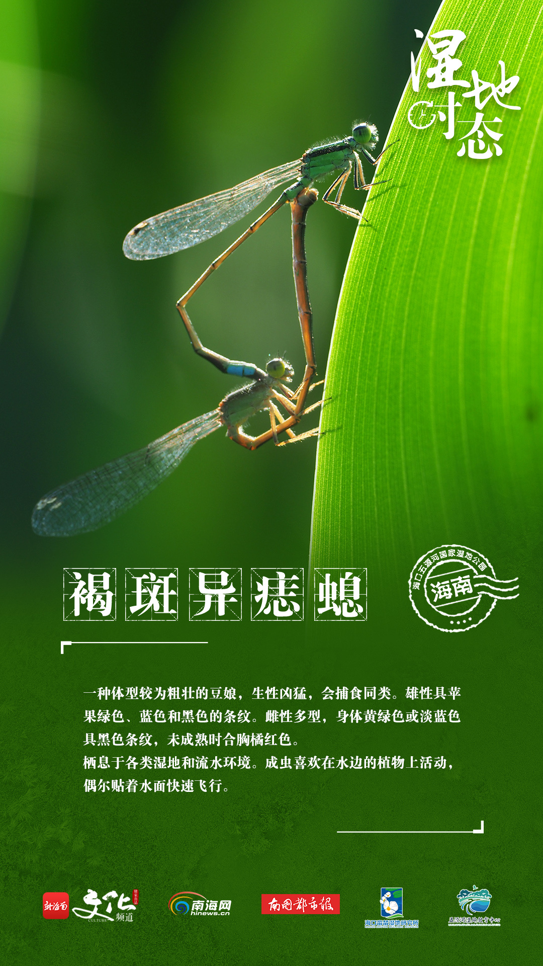 湿地时态蜻蜓图鉴感受春日与海口五源河湿地公园的不期而遇