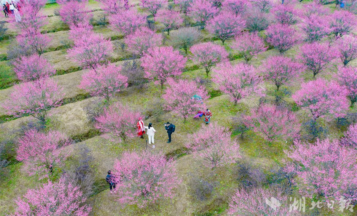 梅花花海带火乡村游