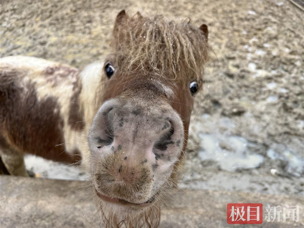 雪花飄飄看動物們各種表情包賣萌裝酷閒庭信步