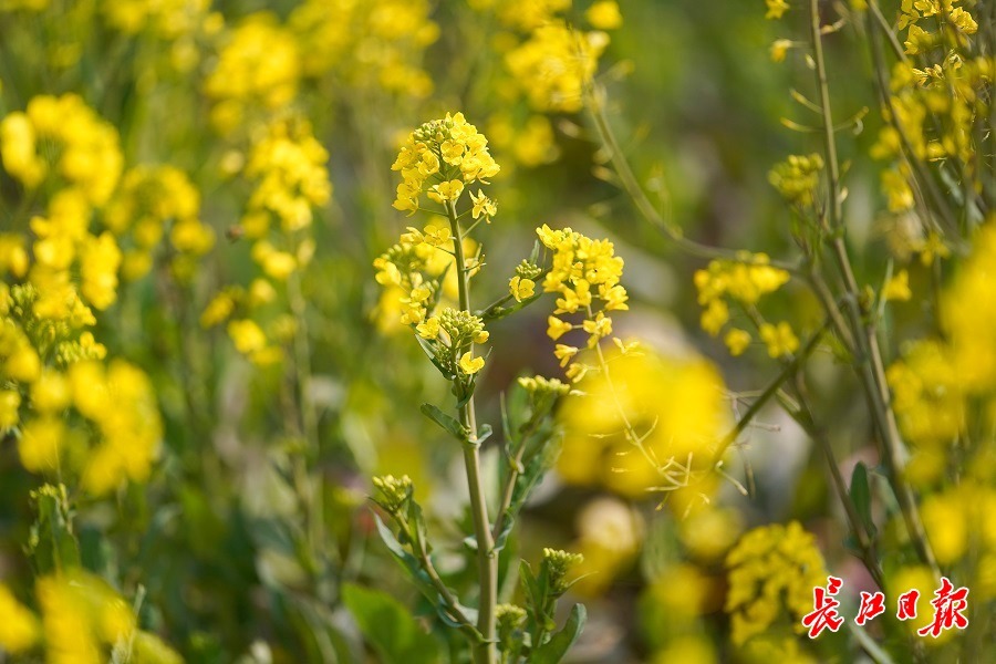 蔡甸消泗油菜花2022图片