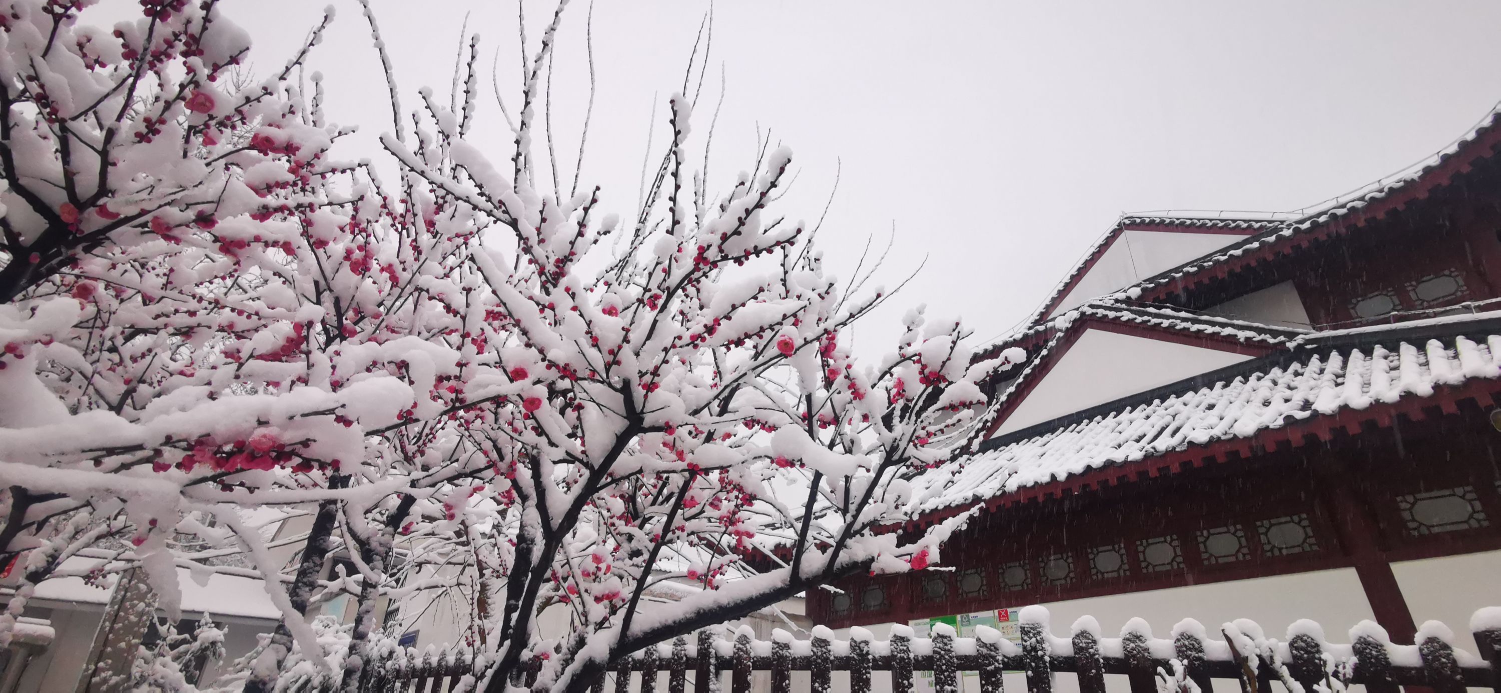 岭头飞雪日图片