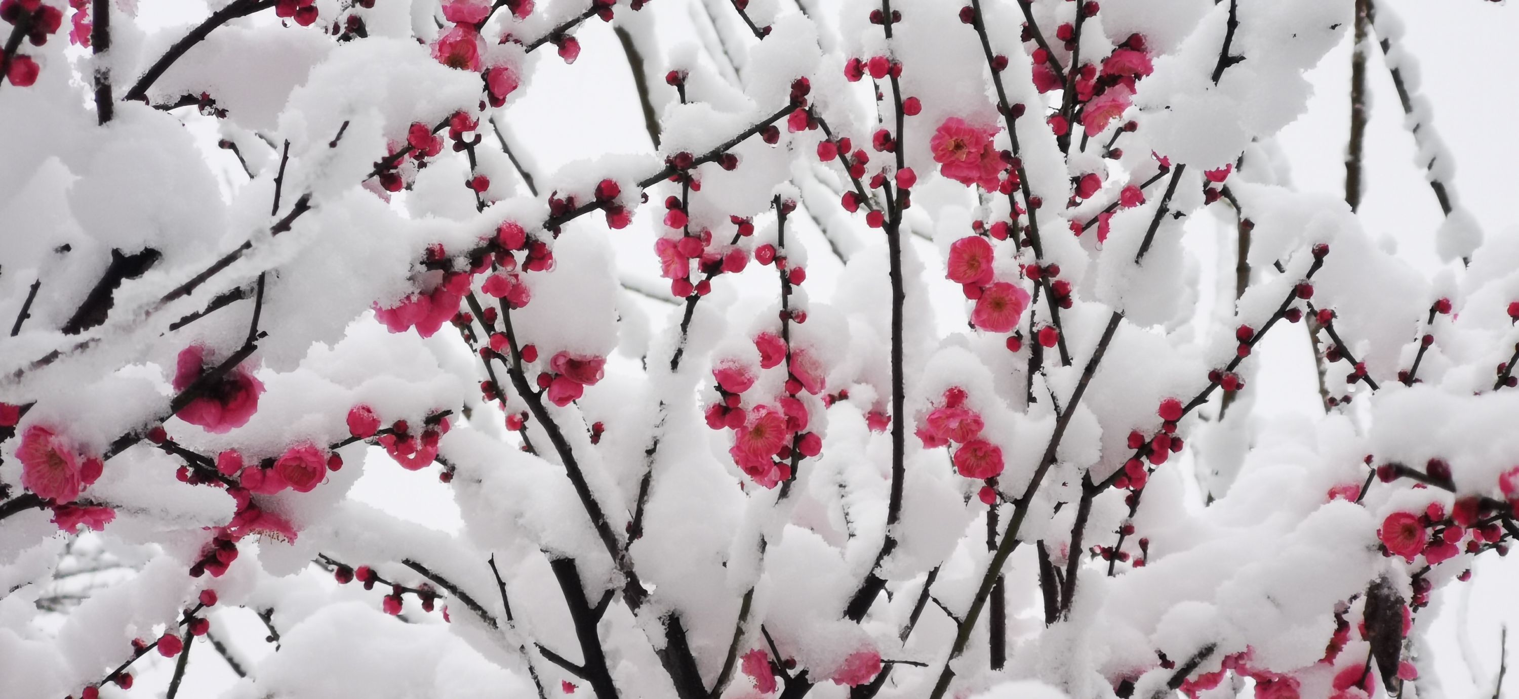 雪中红梅图片 唯美图片
