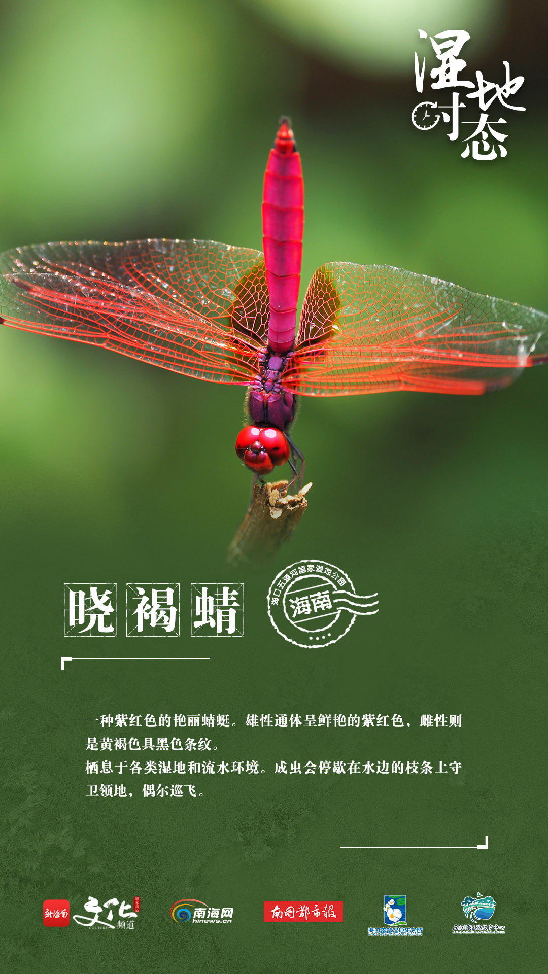 湿地时态蜻蜓图鉴感受春日与海口五源河湿地公园的不期而遇