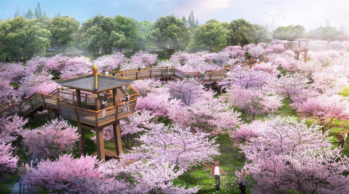 武汉东湖磨山改造提升3月樱园开门迎客施工建设者不打搅每一朵樱花的