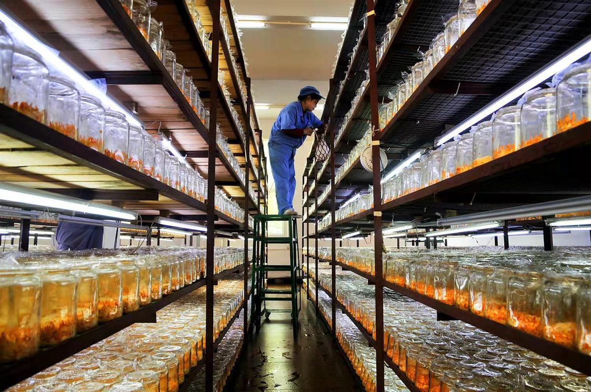 构建八大体系撬动400亿产值恩施致力延伸硒食品精深加工链条