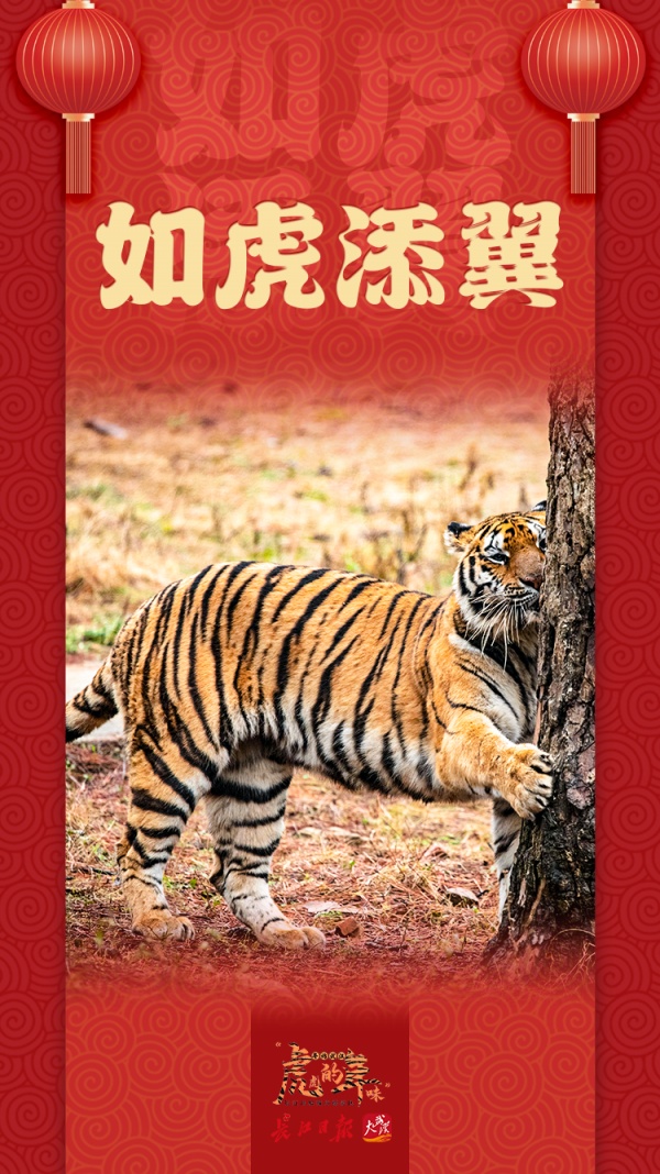 众虎迎春海报图集
