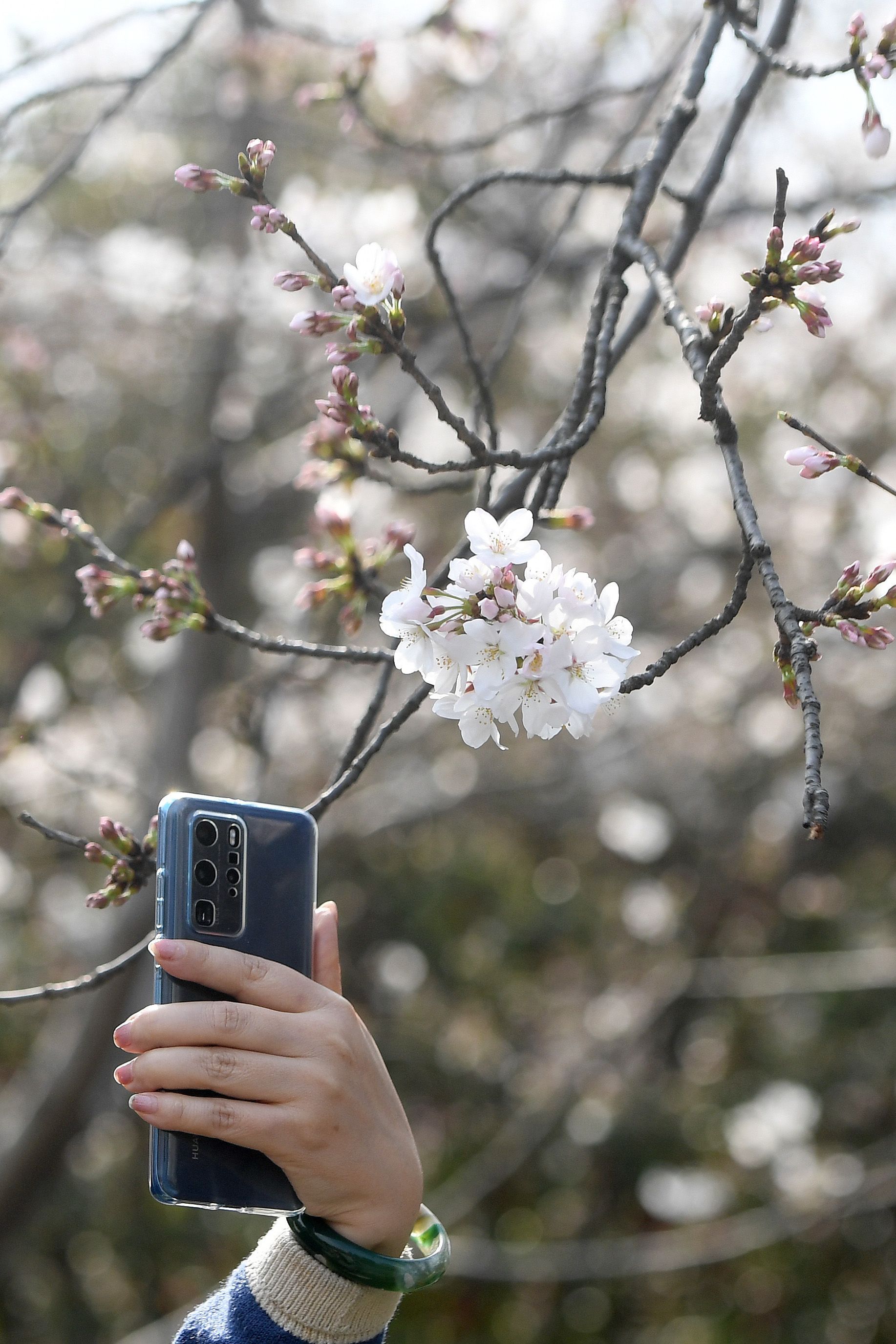 樱花桃花杏花都还没分清你又教我认樱花不认了看美图就行了