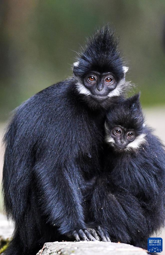 黑叶猴喜添金宝宝