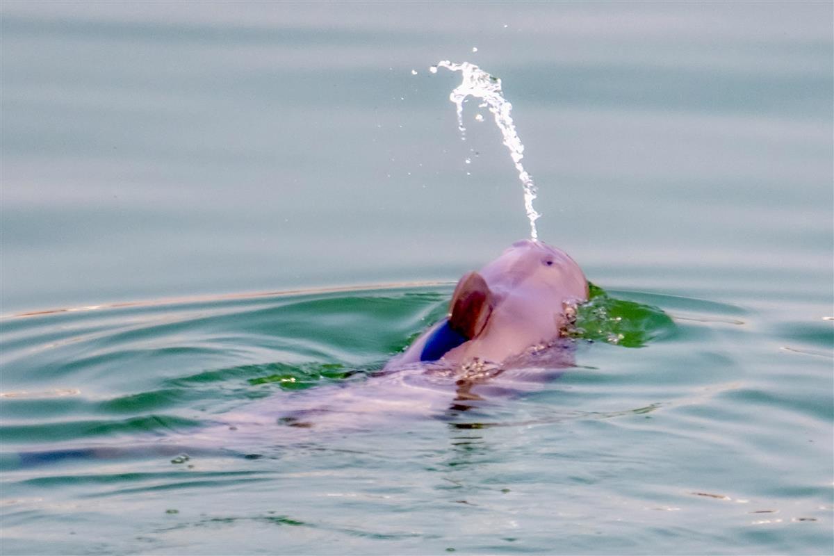 杨河2月26日拍摄到江豚吐水泡泡(杨河提供)长江江