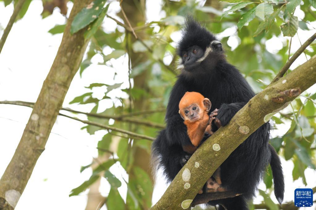 黑叶猴喜添金宝宝