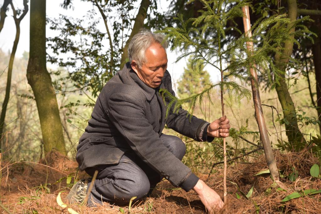 新华全媒 丨植树护林40余载,七旬老人王华文书写"绿意人生"