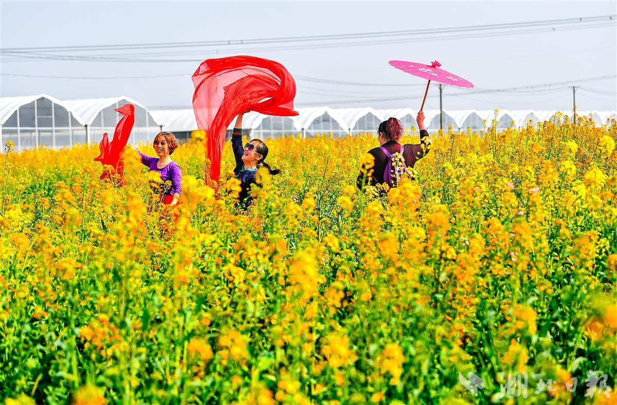 七彩油菜花开惹人醉