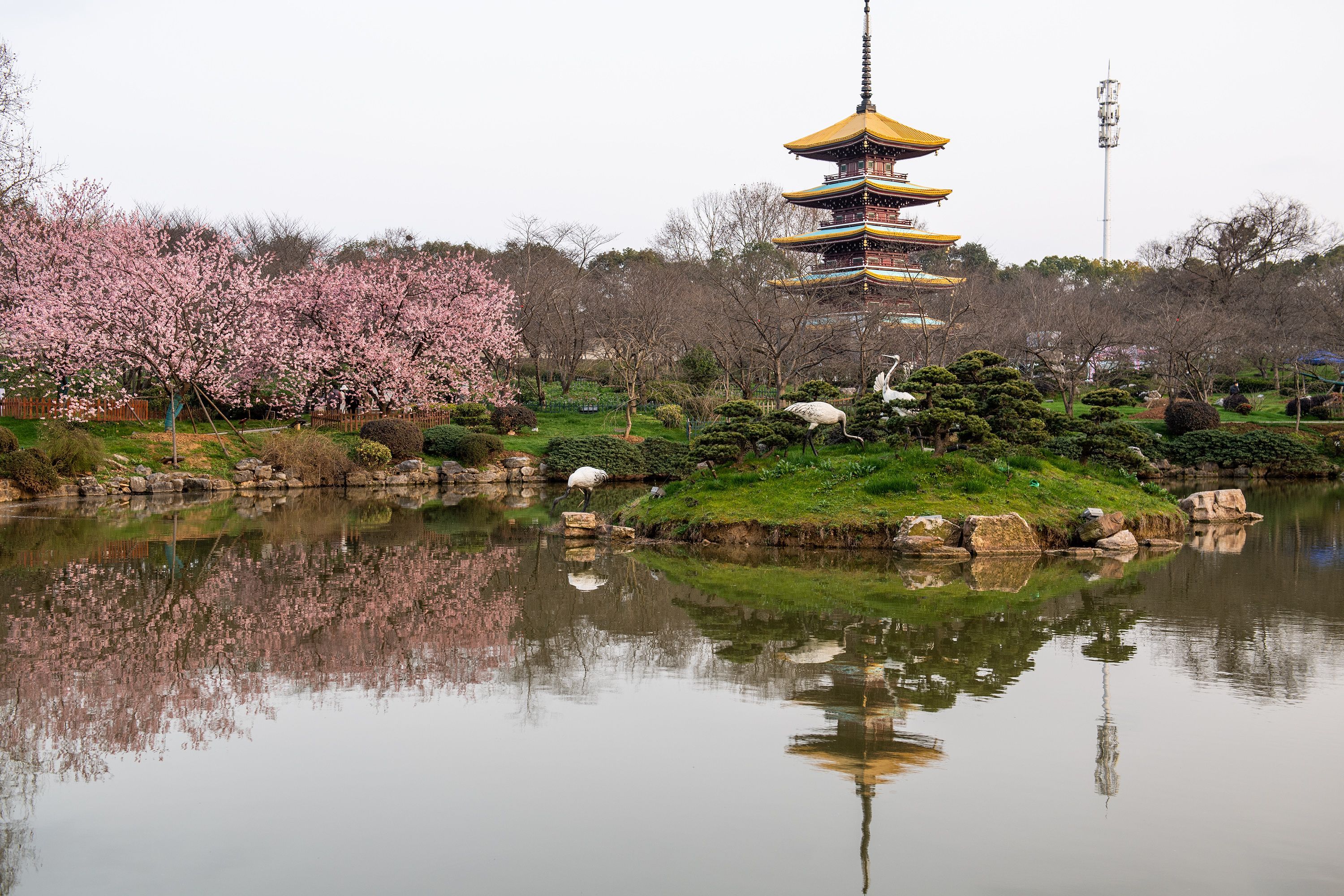 成都东湖公园樱花图片