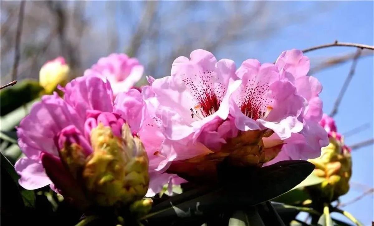 襄阳市市花图片