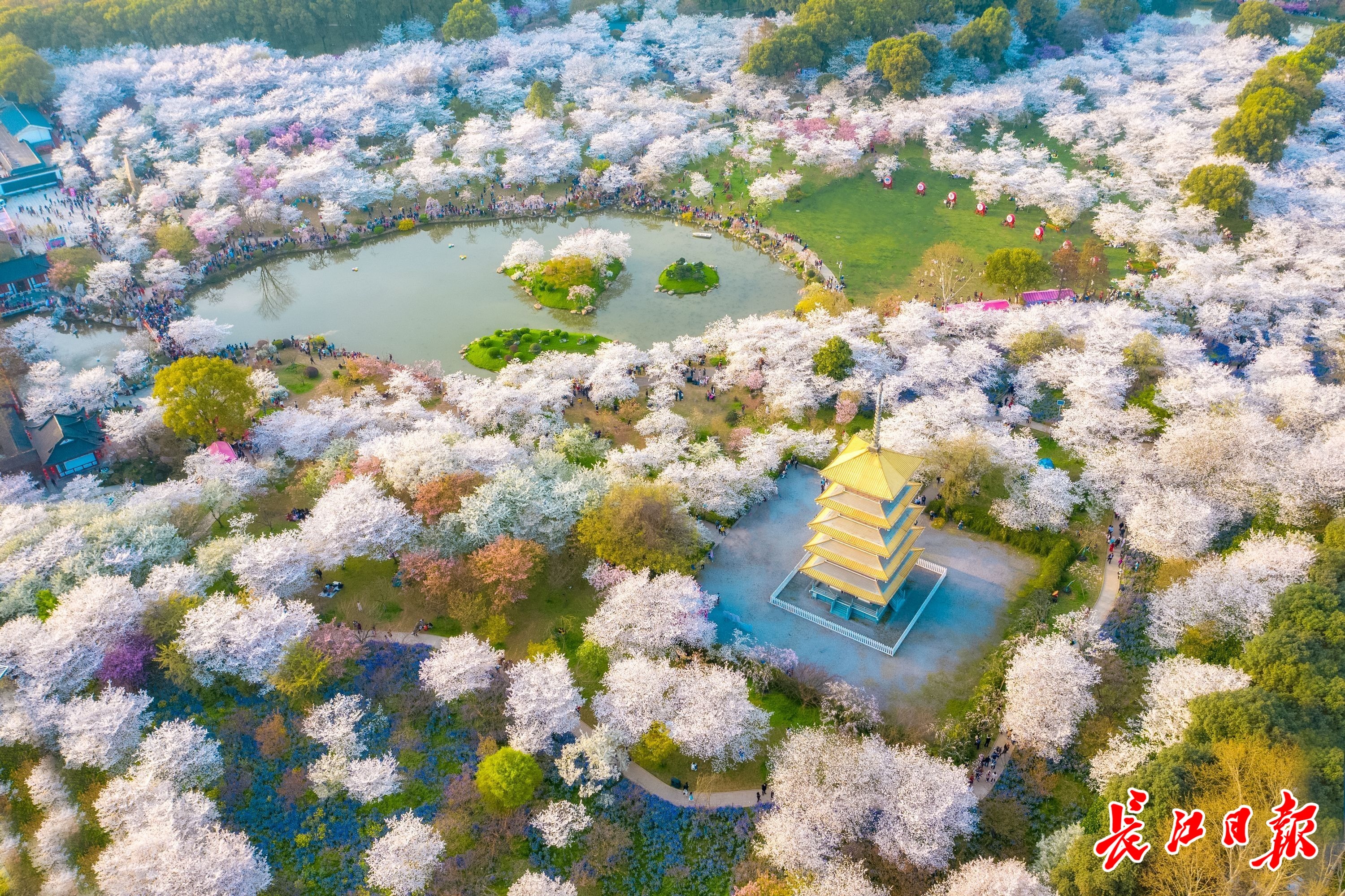 成都东湖公园樱花图片