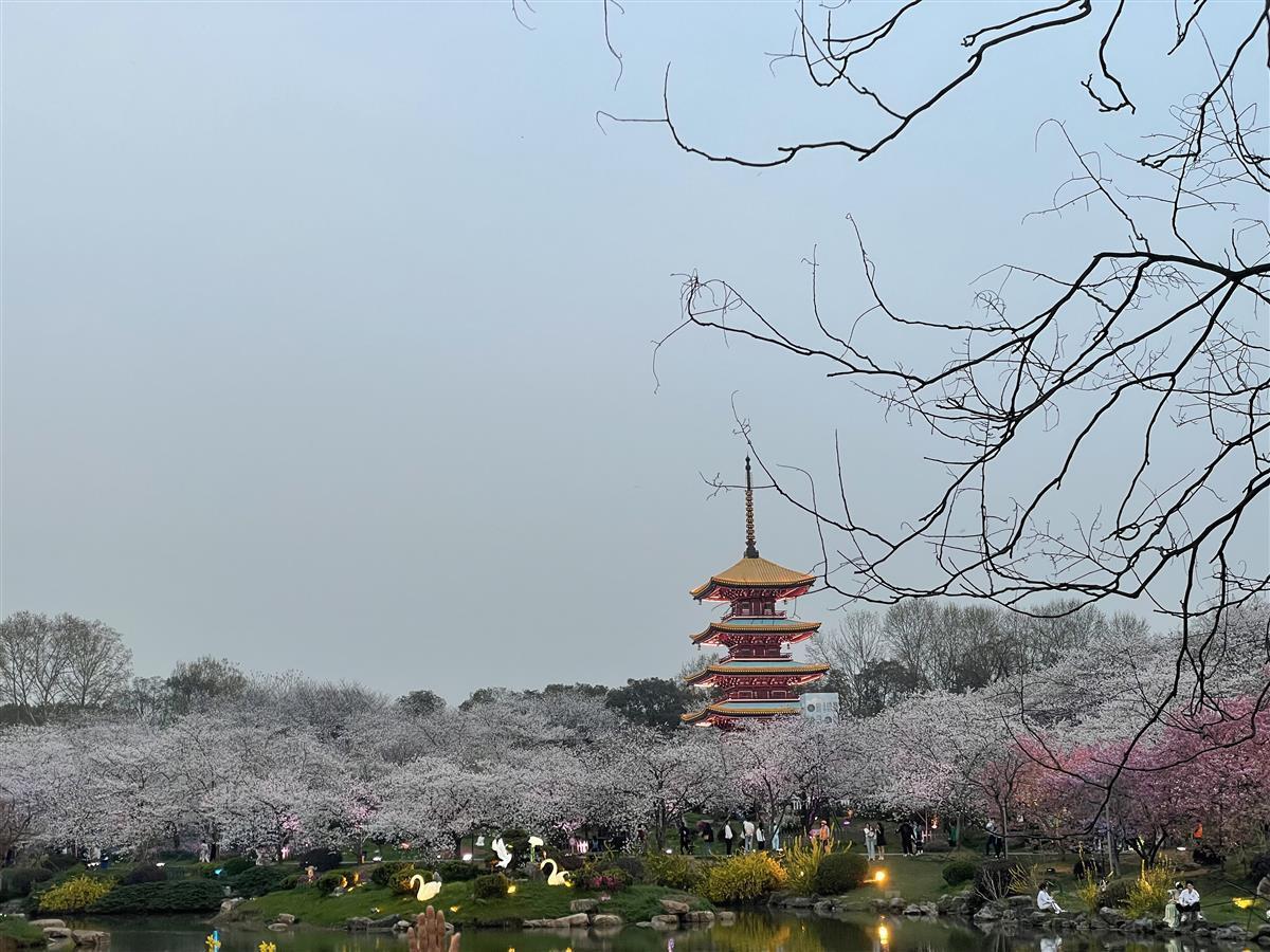花期持续至4月初武汉东湖樱花园进入盛花期