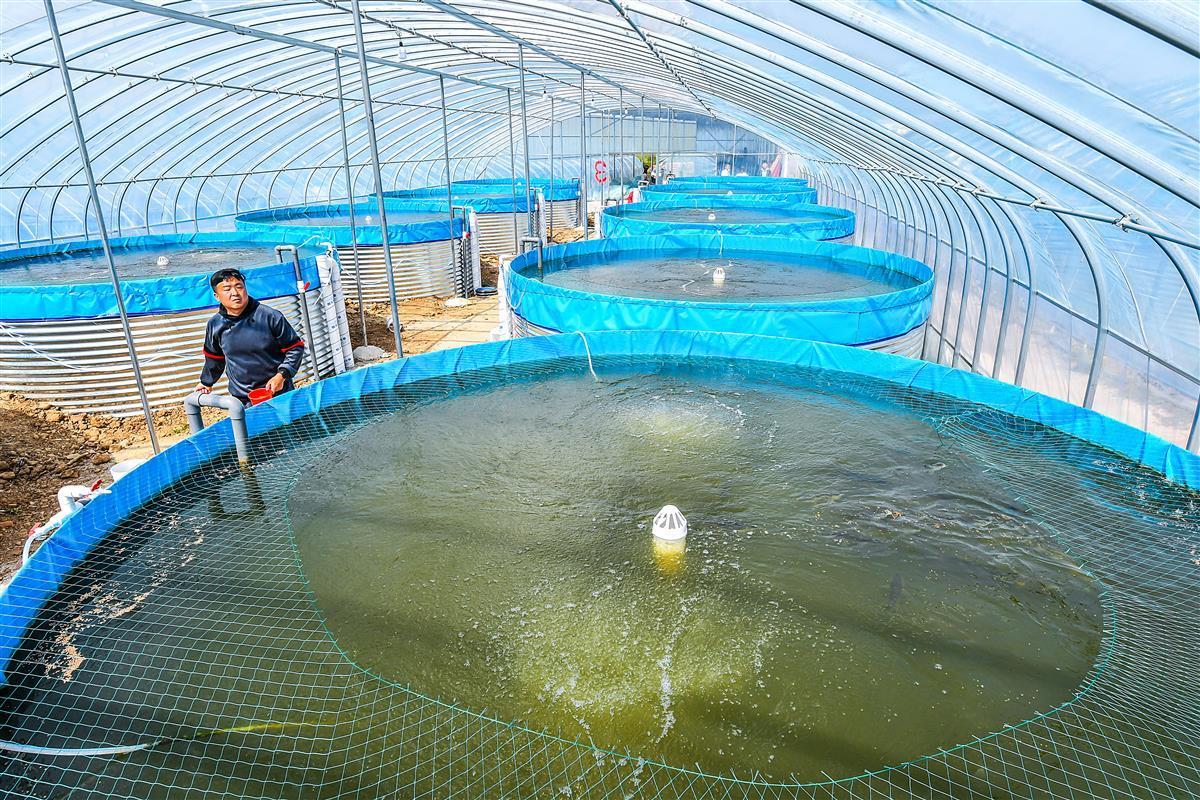 圓桶養魚新洲打造綠色養殖項目