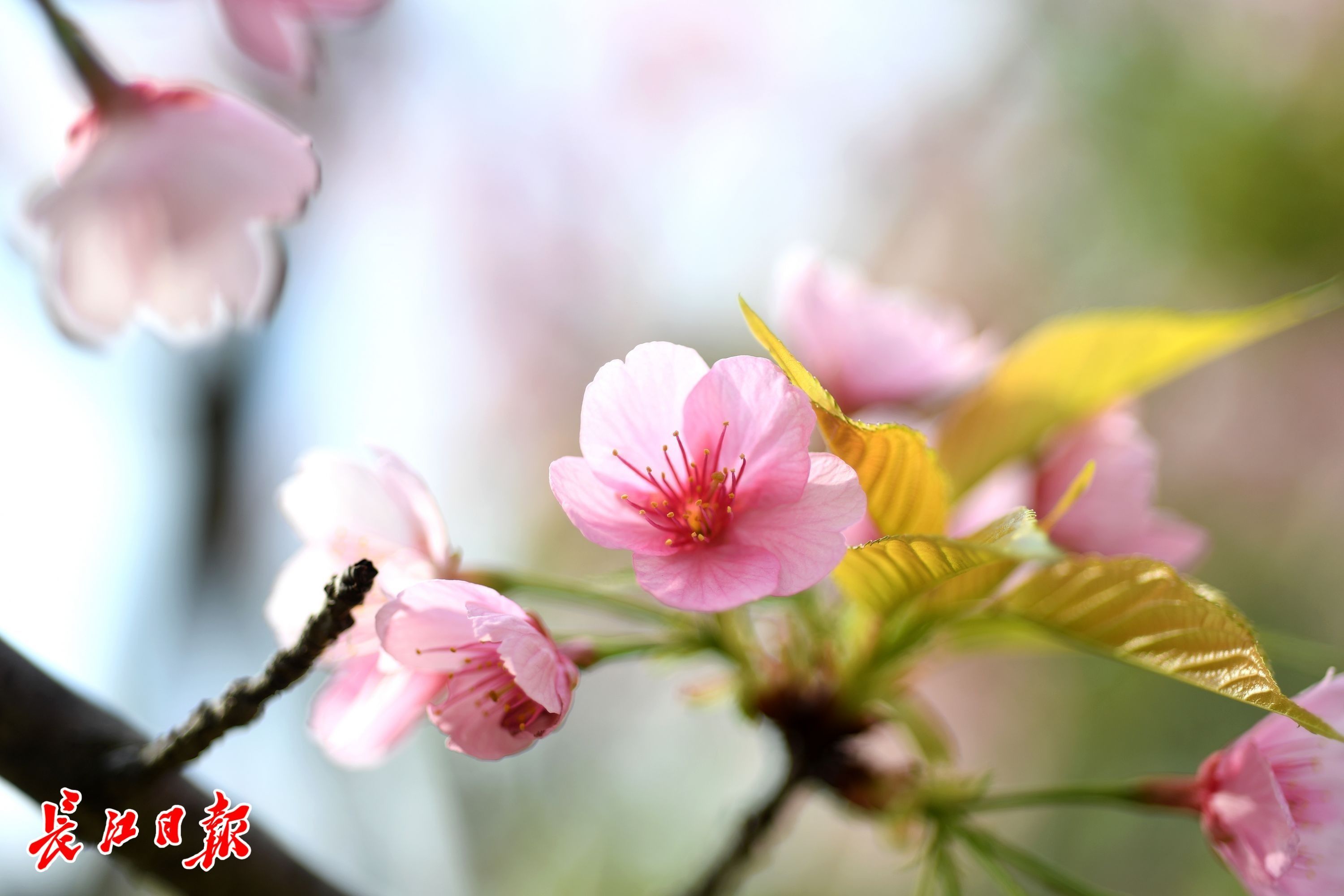 樱花桃花杏花都还没分清你又教我认樱花不认了看美图就行了