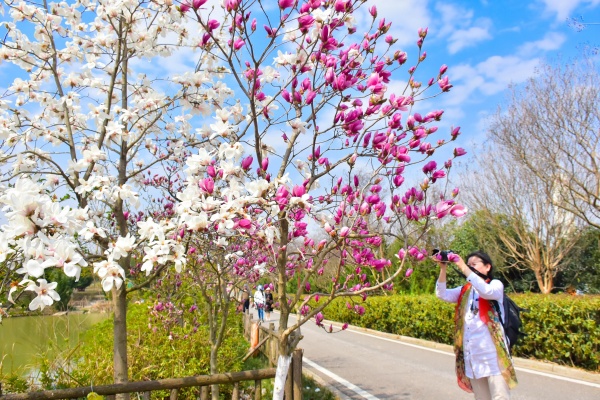 植樹賞花踏青紫薇都市田園裡春光正好