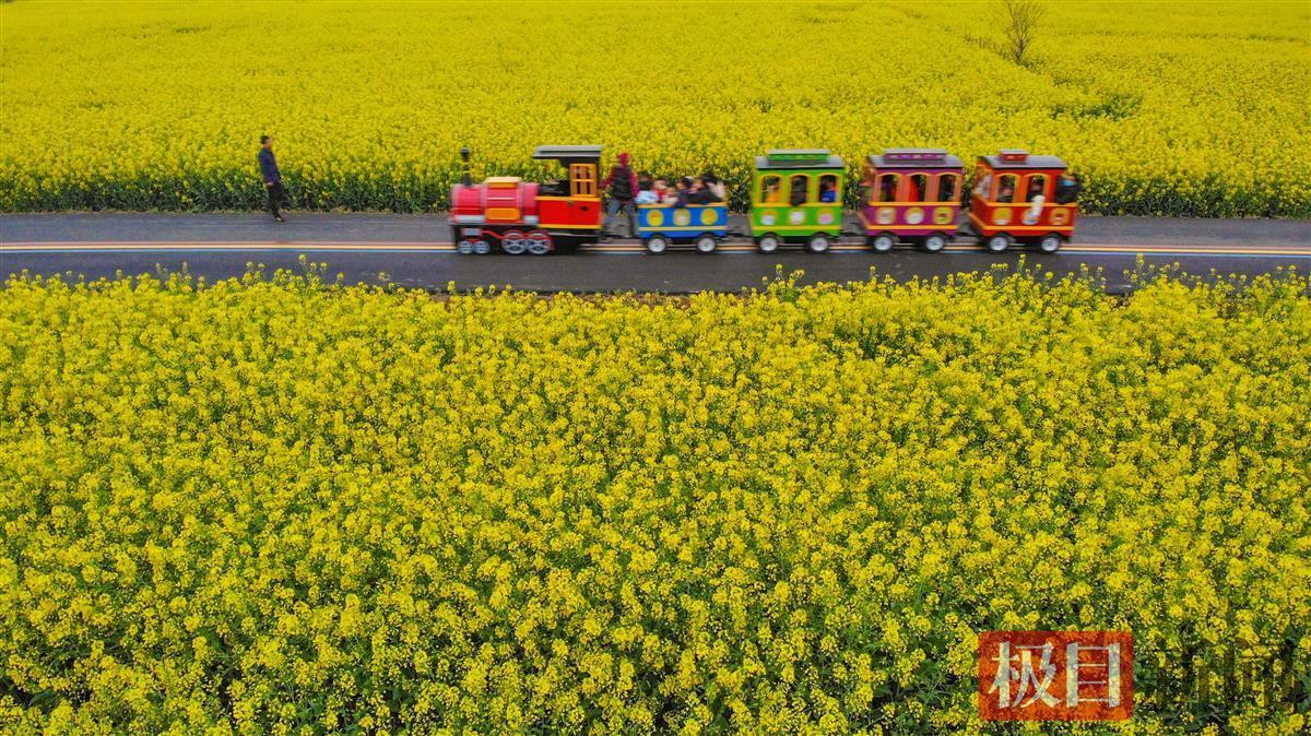 江陵油菜花图片