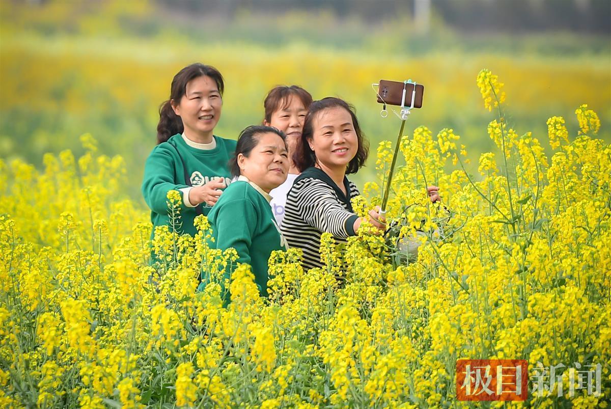 江夏五里界彩色油菜花图片