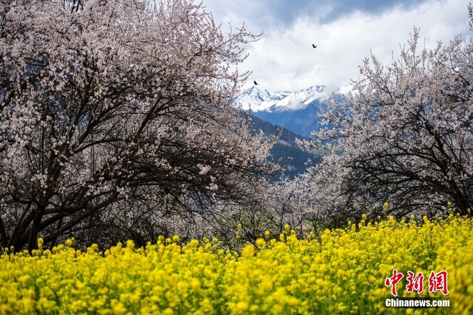 西藏林芝雪山下桃花開