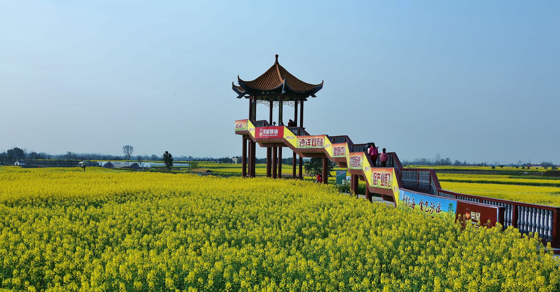 荆门张池村油菜花图片