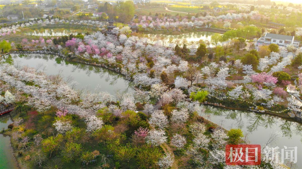 湖北沙洋樱花竞相绽放乡村美如画