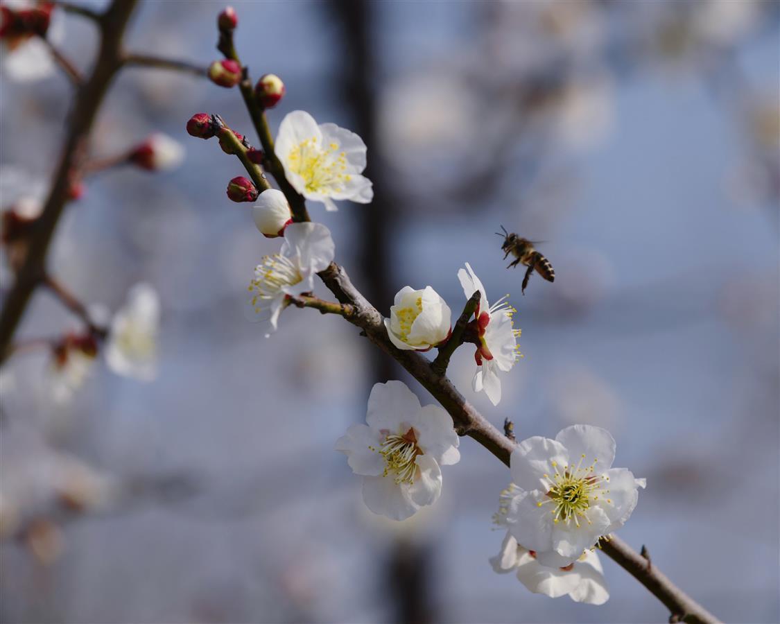 最漂亮的青梅花图片图片